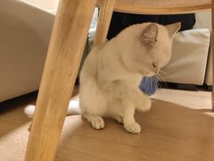 -猫腻·猫咖·撸猫馆(星光大道店)