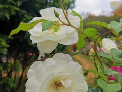 -人民公园(罗湖区)