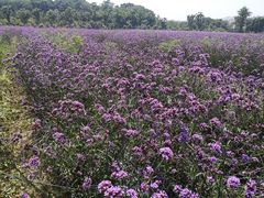 -苏州吴中太湖旅游区