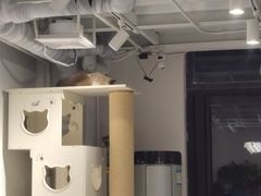 -琪喵猫屋·撸猫猫咖·猫舍