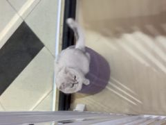 -三花喵·撸猫购宠·宠物生活馆(虹桥南丰城店)