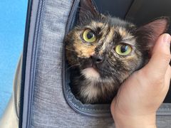 -创凡宠物医院·骨专科  猫科中心(西乡分院)