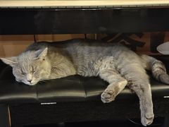 -猫岛主趣味餐厅(鼓浪屿店)