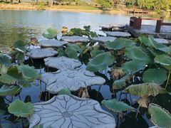 -尚湖风景区