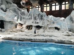 -帝企鹅自助餐厅•儿童岛•真企鹅(长隆企鹅酒店)