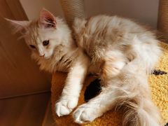 -猫腻·猫咖·撸猫馆(星光大道店)