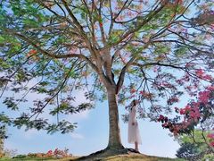 -中国科学院西双版纳热带植物园