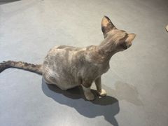-琪喵猫屋·撸猫猫咖·猫舍