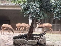 -成都动物园