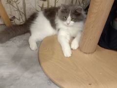 -楼上猫咖(罗湖店)