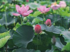 -荷塘月色湿地公园·向阳花洲