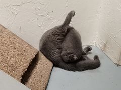 -猫友咖啡店(玉林西路店)