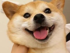 -肯德基(燕岭店)