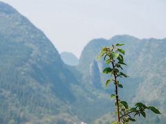 -万峰林风景区