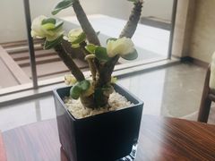 -白天鹅宾馆·月兔吧