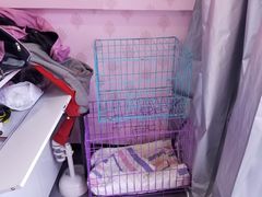 -喵百万·布偶·蓝金金渐层英短·猫舍(百子湾店)