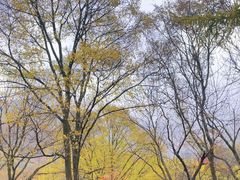 -关门山森林公园