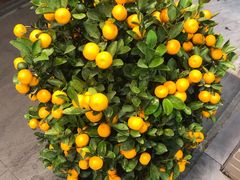 -冠记·肠粉粥品专家(江南大道店)