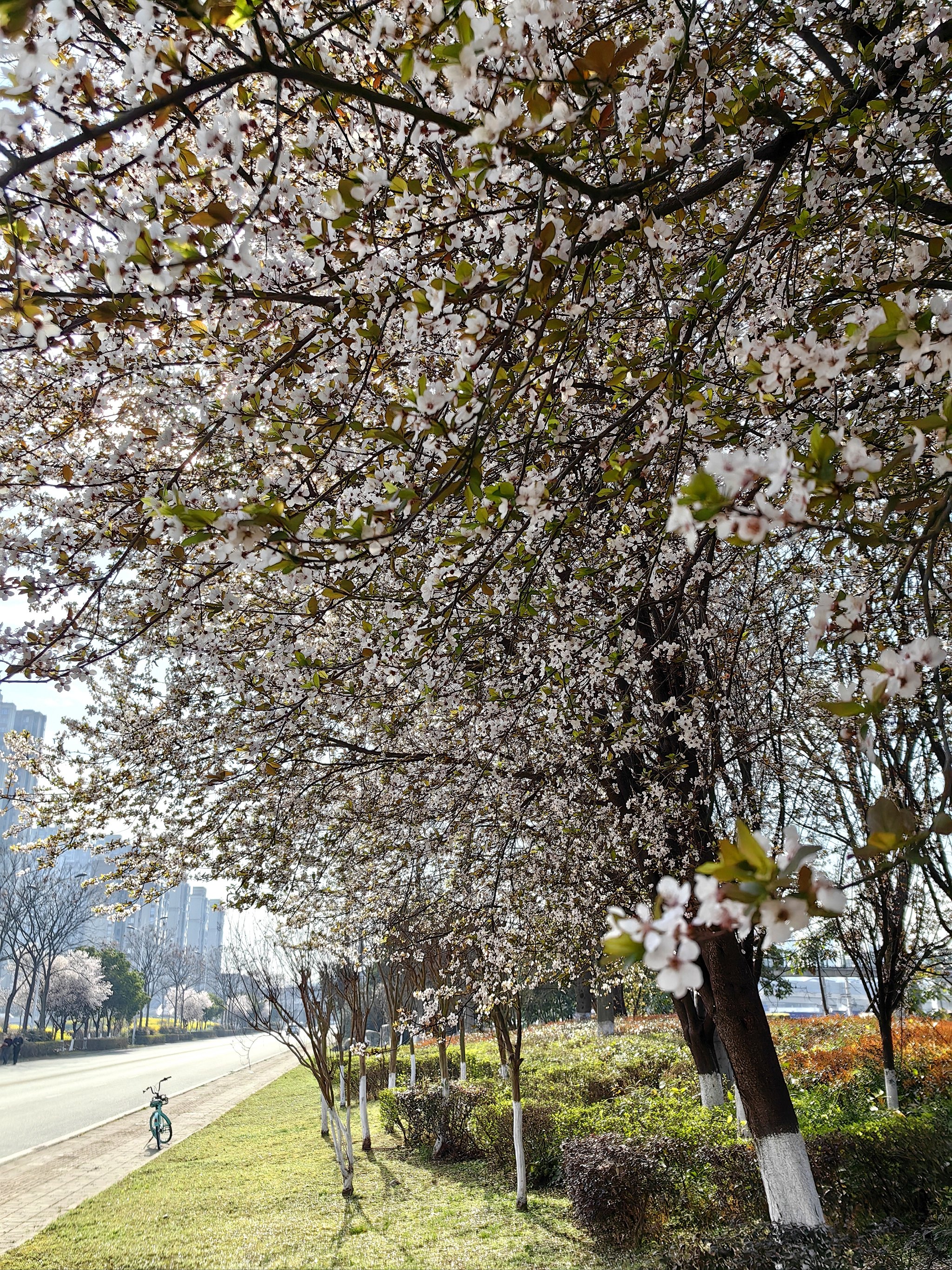 紫叶李开花时间图片