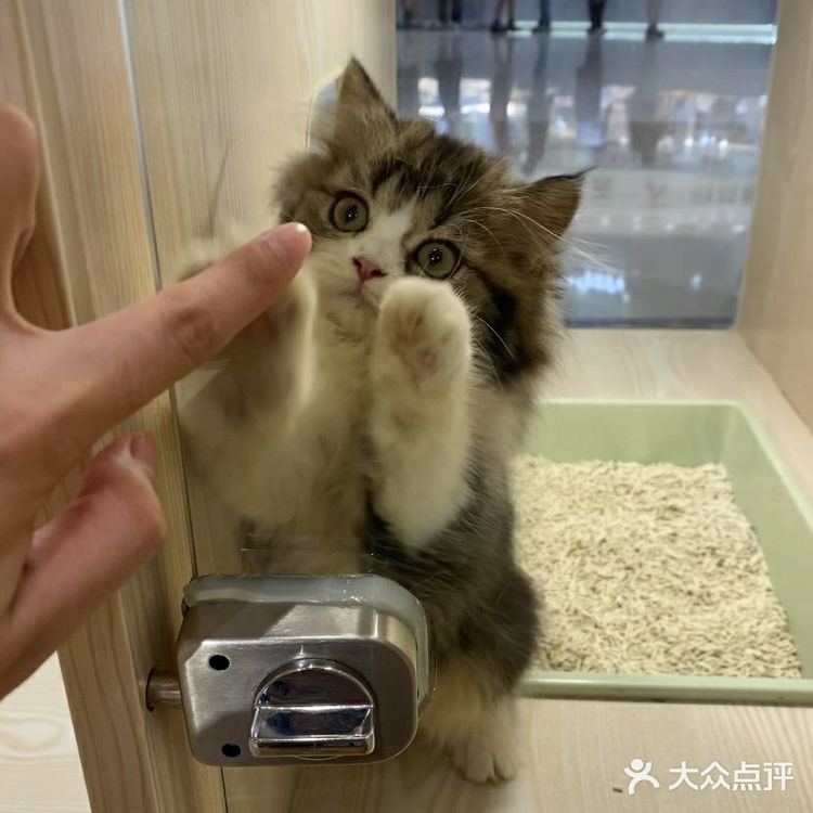 深圳探店｜一起撸猫🐱一起喵喵喵🐱