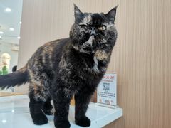-喵园·猫主题咖啡厅·撸猫·猫咖(国贸店)