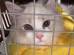 -佳雯宠物医院·皮肤科·内外科(春晓路分院)