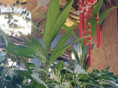-龙泉人椰子鸡·糟粕醋·地标海南菜(龙昆南店)