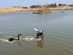 -宁波杭州湾国家湿地公园
