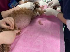 -北京观赏动物医院·24小时大型综合·猫专科·异宠专科