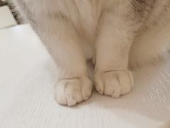 -滚猫咖啡·猫咖·猫友好撸猫(未来城店)