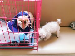-喜多萌中农锦绣动物医院24H·猫科·牙科MRI·CT