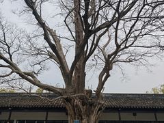 -苏州文庙(姑苏区)