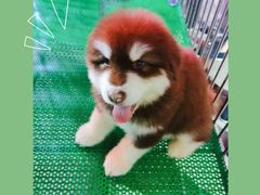 -中环花鸟鱼虫市场