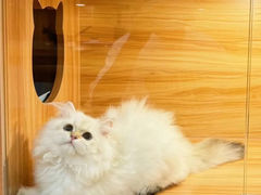 -猫十亿·布偶金渐层·曼基康矮脚猫舍(青年路店)