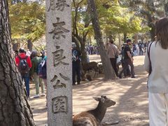 -奈良公园