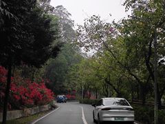 -红花湖景区