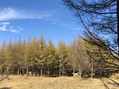 -御道口草原森林风景区