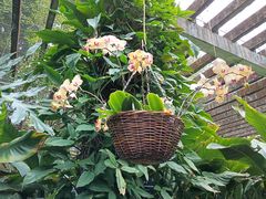 -深圳仙湖植物园