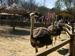 -泉州海丝野生动物世界