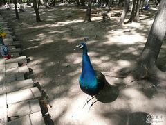 -哈尔滨北方森林动物园