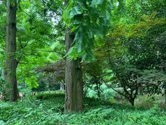 -东平国家森林公园