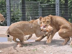 -西安秦岭野生动物园
