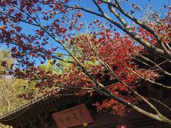 -慧因高丽寺