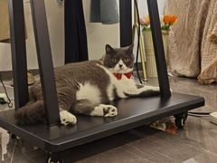 -猫音日语留学培训