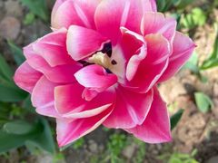 -石家庄市植物园