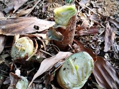 -云溪植物园