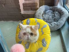 -喵屿·大理花园猫咖