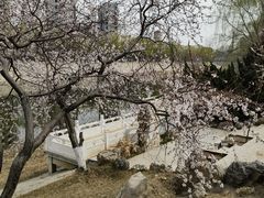 -桃花堤公园