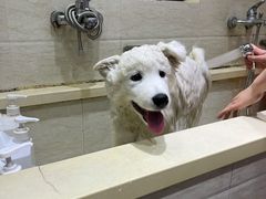 -暖阳宠物医院·犬猫康复中心·骨科