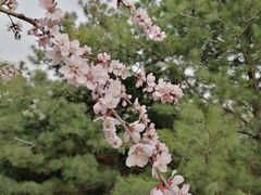 -大兴滨河森林公园